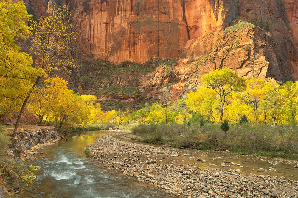 Fall color along the Virgin River-Zion National Park-Utah art print by Alan Majchrowicz for $57.95 CAD